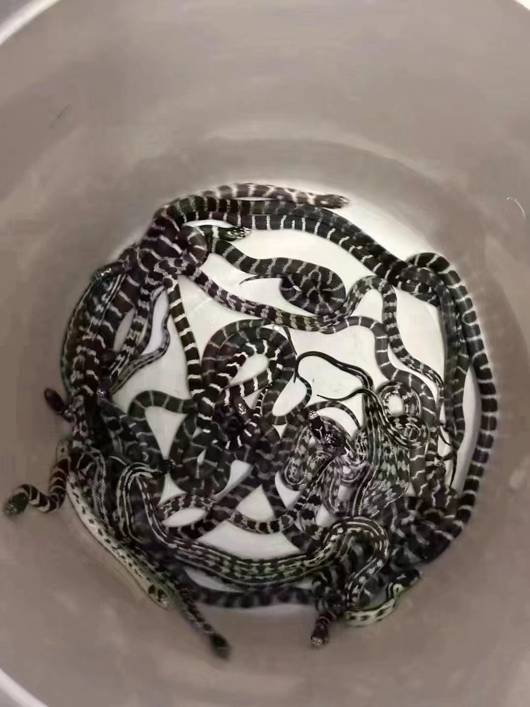 王蛇盲盒